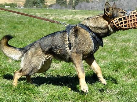 Museruola speciale per cani da esercito